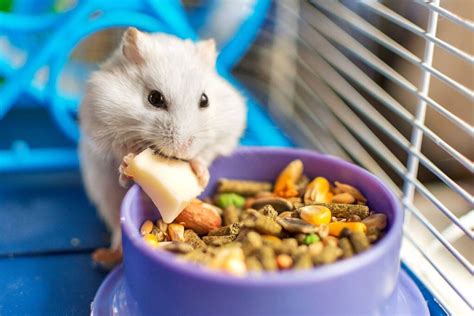 Get quality Hamster & Gerbil Food at Tesco. Shop in store or online. Delivery 7 days a week. Earn Clubcard points when you shop. Learn more about our range of Hamster & Gerbil Food